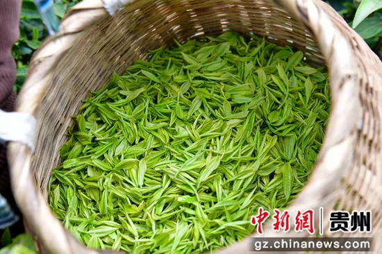 刚采摘的鲜茶芽