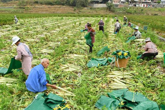 群众正在田间采收莴笋