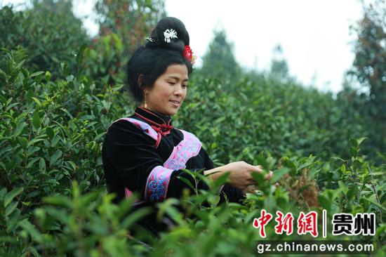 采茶工人正在采茶。聂晶梅 摄