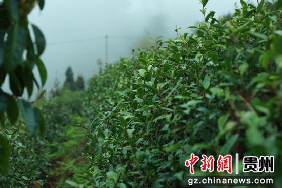 剑河县太拥镇翁王村的高山白茶。聂晶梅 摄