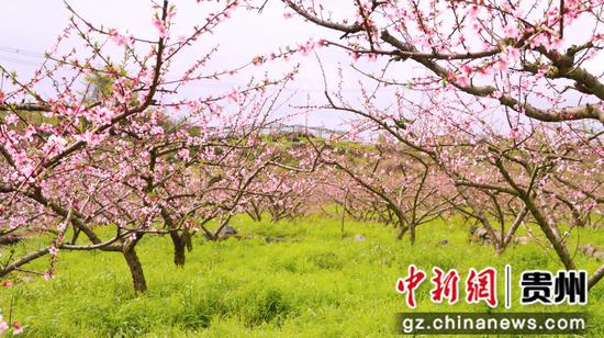 独山五百亩桃花盛开风景如画