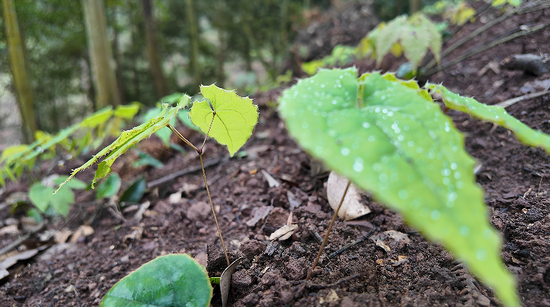 药苗布满整片山林。税会静 摄