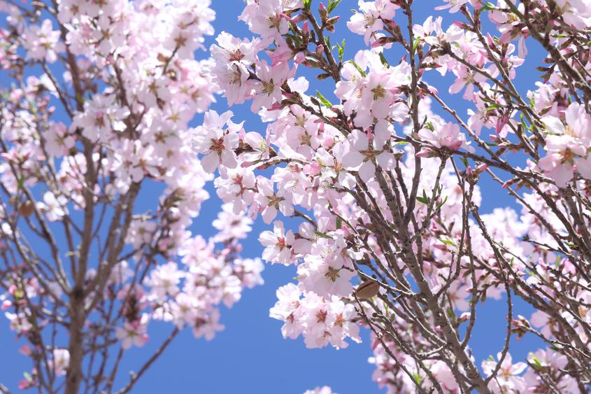 莎车县数十万亩巴旦木花海“上线”