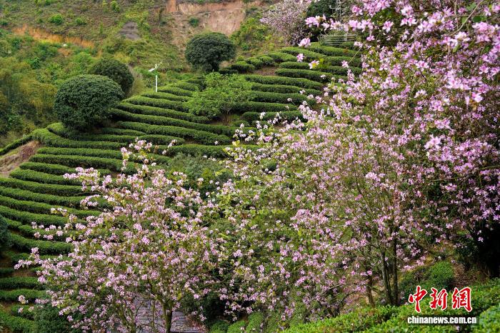 广西贺州：昭平春日茶园好“丰”景