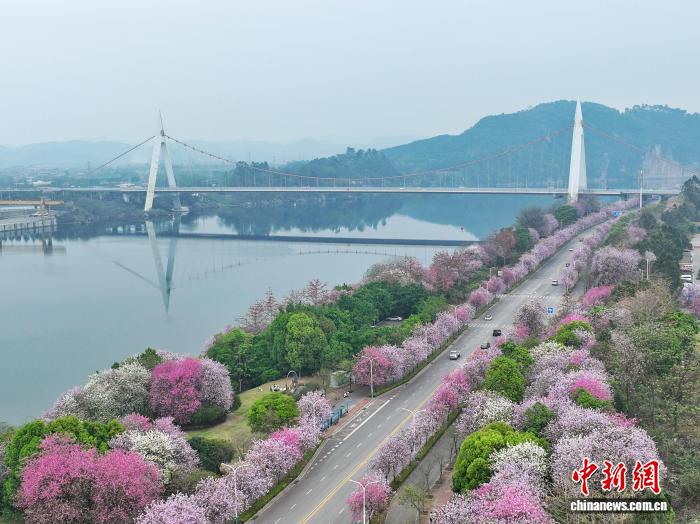 广西柳州：一城春色满城花