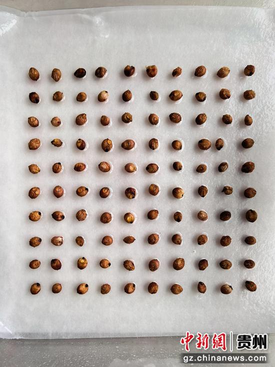 高粱种发芽试验