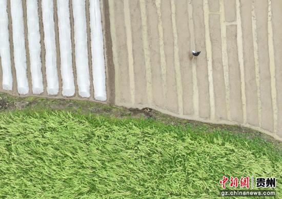 村民在育苗。万再祥 摄 村民在育苗。万再祥 摄