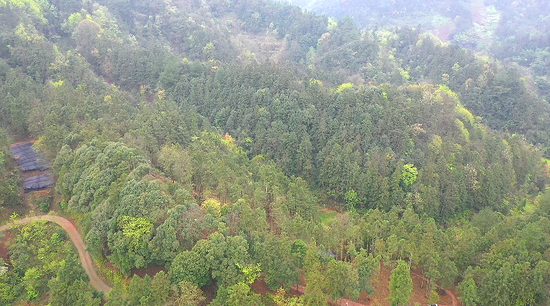寨坝镇丰富的森林植被。税会静 摄