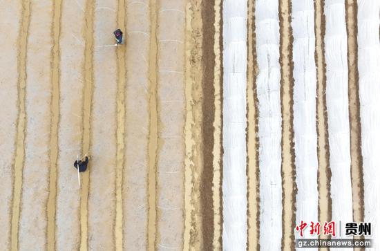 岑巩县凯本镇龙塘河村水稻制种育苗基地,村民在育苗。万再祥 摄 岑巩县凯本镇龙塘河村水稻制种育苗基地,村民在育苗。万再祥 摄