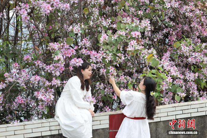 广西柳州变“紫荆花城” 引民众“花式”赏花