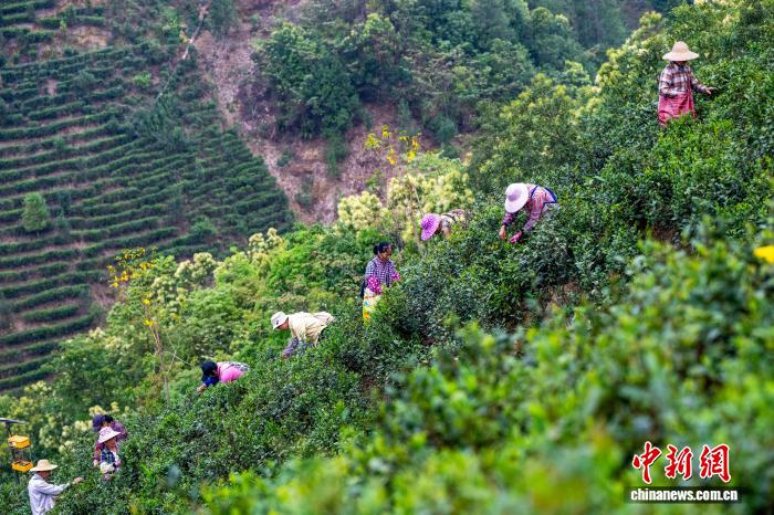 广西梧州：六堡茶抢“鲜”采摘忙