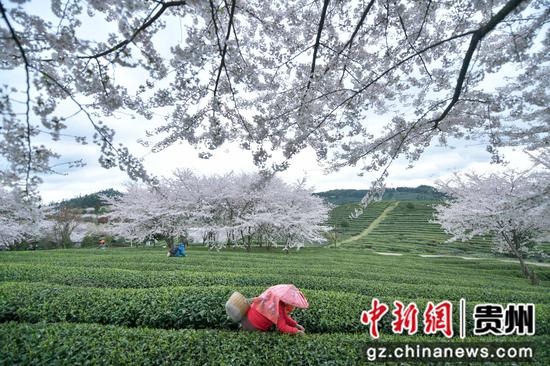 茶农在松烟二龙茶山采茶 。周磊摄