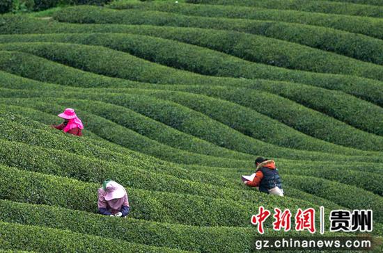 茶农在松烟二龙茶山采茶。周磊摄