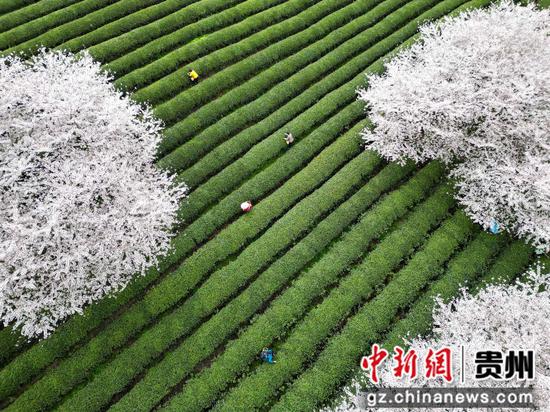 茶农在松烟二龙茶山采茶 。周磊摄