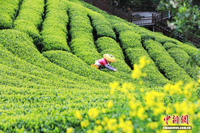 广西三江：春染茶山采茶忙