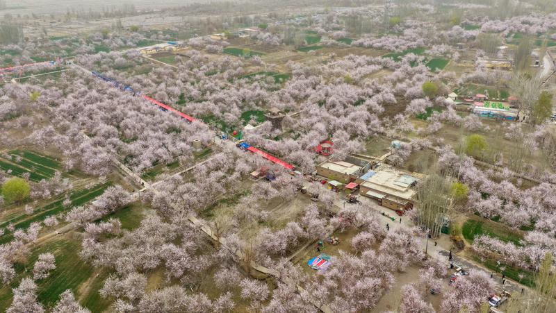 巴仁乡古勒巴格村杏花园。 巴仁乡古勒巴格村杏花园。