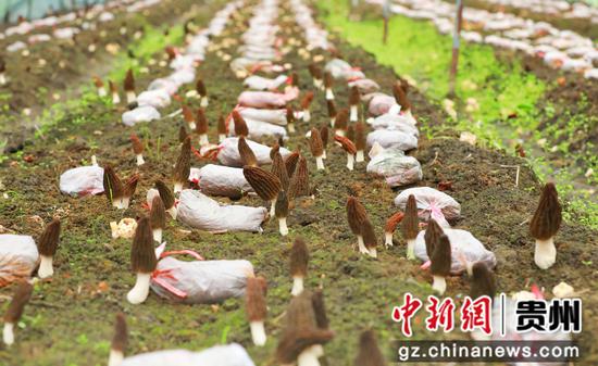 长势喜人的羊肚菌。杨菊梅 摄 长势喜人的羊肚菌。杨菊梅 摄