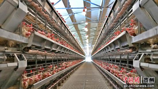 标准化笼具整齐排布 标准化笼具整齐排布