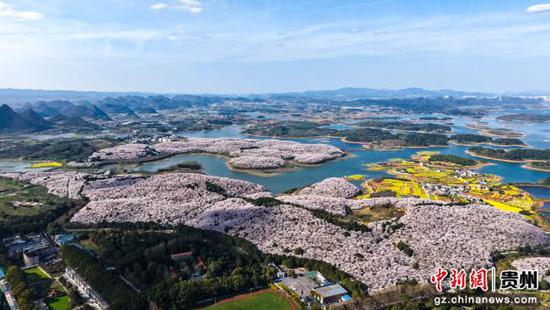 贵安樱花园。卢勇摄