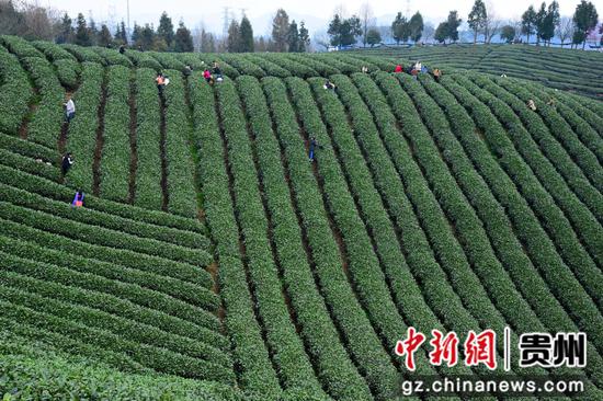 茶农采摘春茶。饶云 摄 茶农采摘春茶。饶云 摄