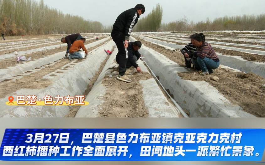 人工點(diǎn)籽播種西紅柿 不誤農(nóng)時(shí)不負(fù)春