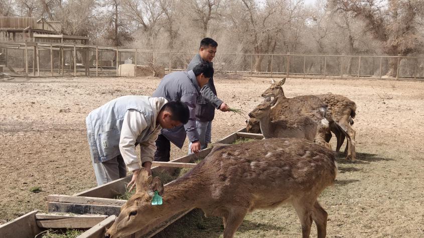 致富有“鹿” 邁向“梅”好