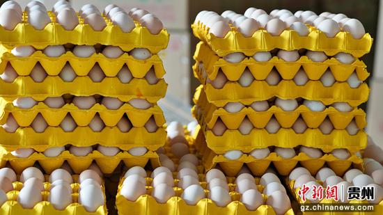 即将远销粤港澳大湾区的鸡蛋 即将远销粤港澳大湾区的鸡蛋