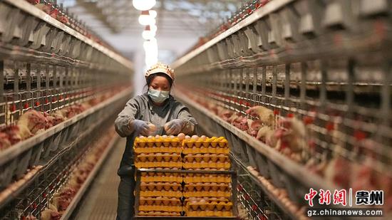 工人正在捡鸡蛋 工人正在捡鸡蛋