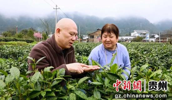 农艺师指导茶农采摘春茶。邓邦英 摄 农艺师指导茶农采摘春茶。邓邦英 摄