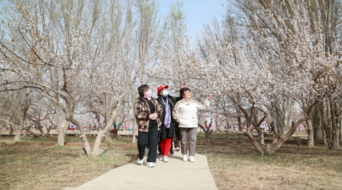 游客在观赏柯坪杏花。艾克拜尔摄 游客在观赏柯坪杏花。艾克拜尔摄