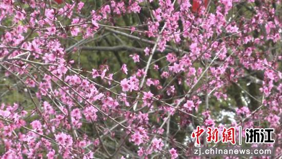 烂漫花海。 贾睿 供图 烂漫花海。 贾睿 供图