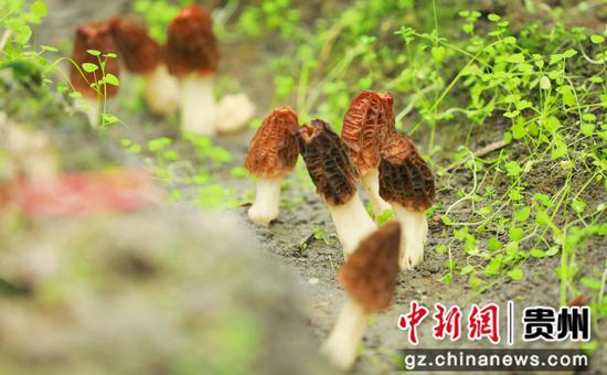 长势喜人的羊肚菌。杨菊梅 摄 长势喜人的羊肚菌。杨菊梅 摄