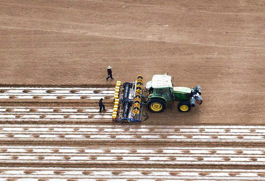 新疆莎车县棉花播种工作全面展开