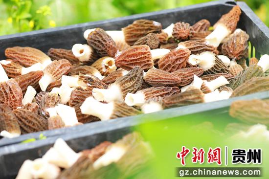 羊肚菌喜获丰收。杨菊梅 摄 羊肚菌喜获丰收。杨菊梅 摄