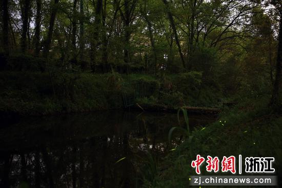 图为:3月28日晚,夜幕低垂,萤火虫在空中飞舞。孙杨洋 摄 图为:3月28日晚,夜幕低垂,萤火虫在空中飞舞。孙杨洋 摄