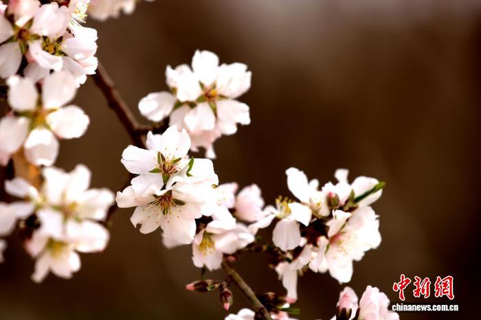 新疆莎车县数十万亩巴旦木花海“上线”