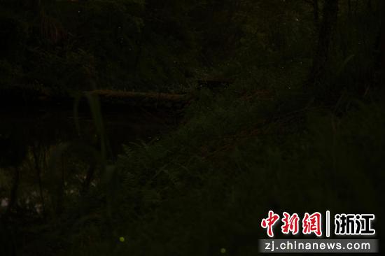 图为:3月28日晚,点点萤火汇聚在溪流边,成片可见。孙杨洋 摄 图为:3月28日晚,点点萤火汇聚在溪流边,成片可见。孙杨洋 摄