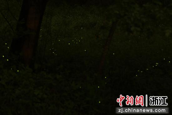 图为:3月28日晚,萤火虫成片出现,在林间闪烁。孙杨洋 摄 图为:3月28日晚,萤火虫成片出现,在林间闪烁。孙杨洋 摄