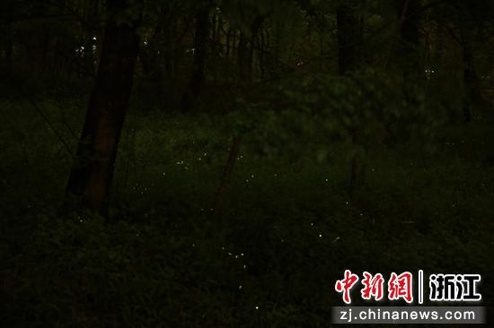 图为:3月28日晚,萤火虫在夜空中闪烁。孙杨洋 摄 图为:3月28日晚,萤火虫在夜空中闪烁。孙杨洋 摄