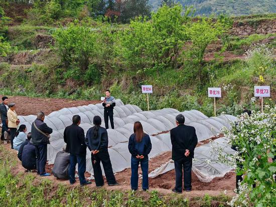 农技人员田间讲解旱稻品种及栽培技术要点。谢永恒 摄