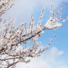 清明假期去哪儿？这三条线路承包你的春天！