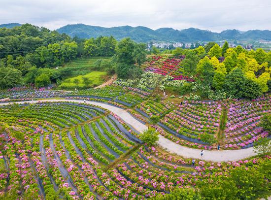 桔乡花海 杨昌勇摄