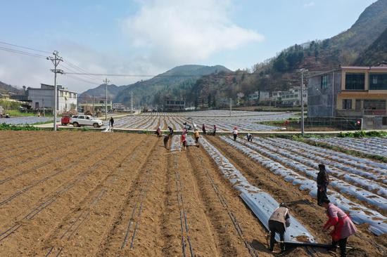 工人盖地膜场景。 鲁绍林 摄 工人盖地膜场景。 鲁绍林 摄