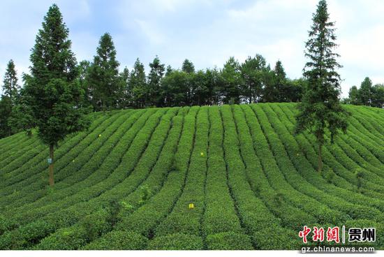 凤冈县田坝社区仙人岭茶园一景。饶云  摄