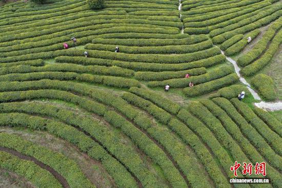 图为航拍贵州省毕节市纳雍县雾翠茗香循环农业示范区的茶园。高毅 摄