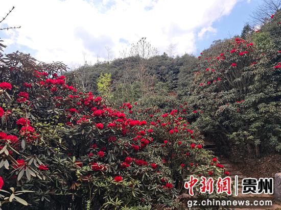赫章县松林坡乡千年杜鹃花景区花已绽放。 张雪 摄