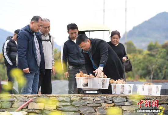 图为4月1日，游客正在贵阳市南明区永乐乡永乐村百果园林下经济麒麟菇种植示范点购买麒麟菇。赵松 摄
