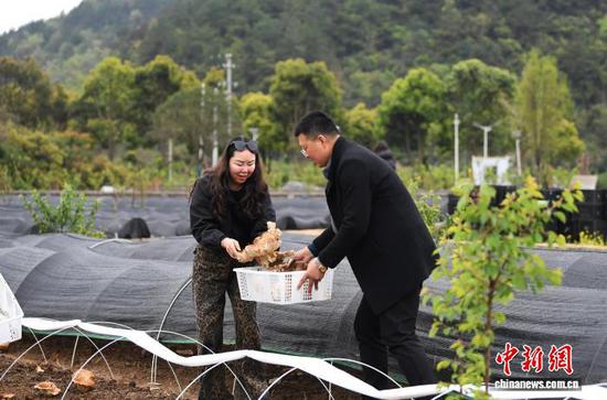 图为4月1日，游客正在贵阳市南明区永乐乡永乐村百果园林下经济麒麟菇种植示范点采摘麒麟菇。赵松 摄