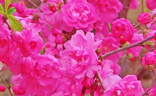 赏花踏青正当时 居民乐享好时光