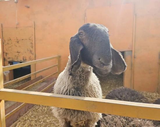 体型健壮的刀郎羊。c